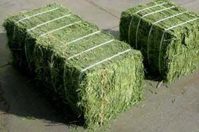 Hay Pellets / Animal Feed- Alfalfa Pellets