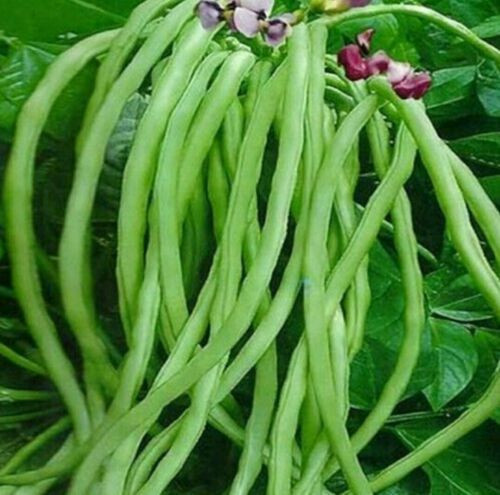 High yield Long Bean Seeds/Cowpea Seeds/Cow pea seeds For Cultivation