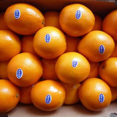 Premium Quality Fresh Citrus Fruits