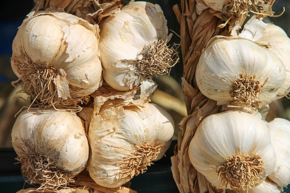 Fresh garlic for Sale