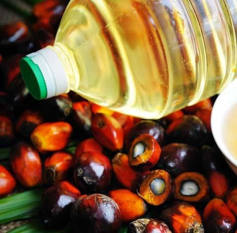 REFINED PALM OIL / Red Palm Oil / Crude Palm Oil
