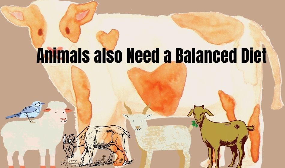 Animals also Need a Balanced Diet