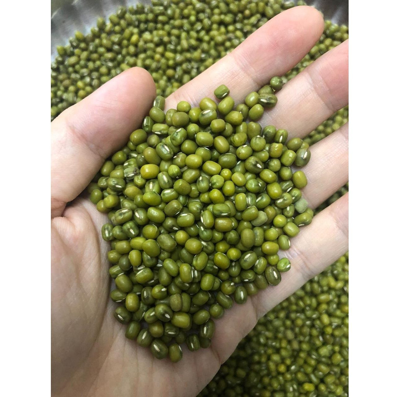 High Quality Mung Beans and Dried Green Mung Beans Whole for Exporting