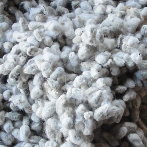 100% Natural Organic Best Cotton Seeds for Wholesale Purchase