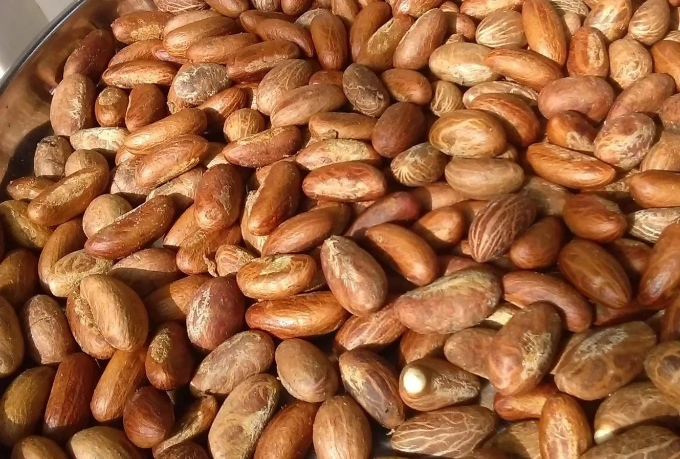 Bitter Kola Nuts African
