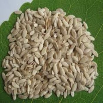 High quality cucumber seeds for sale