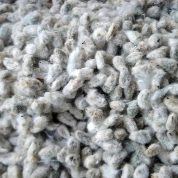 Quality Cotton Seeds For Medical Use