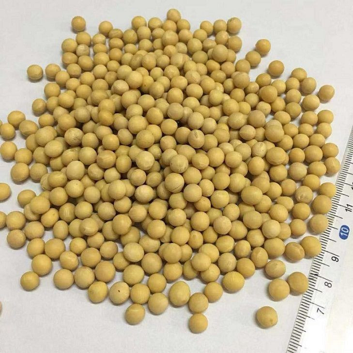 High Quality Non GMO Yellow Soybeans - Soybeans /Soya Bean (8.0mm) with High Quality