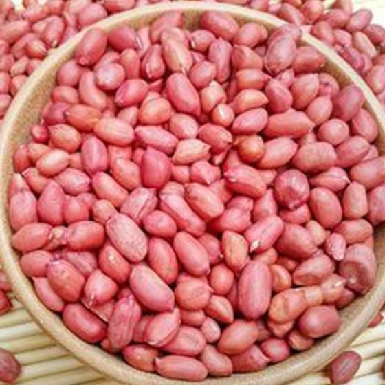 Top Quality Raw Red Peanut Kernels Java and Bold, Clean Raw Groundnuts