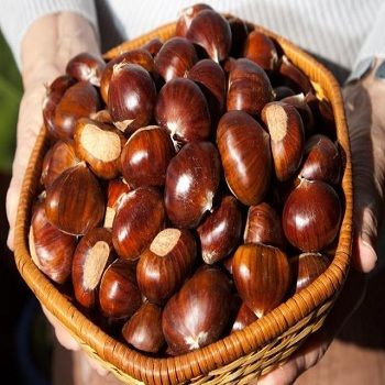 Raw Chestnuts