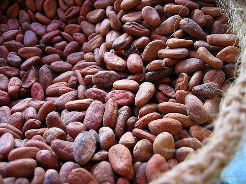 Premium Quality Wholesale Dried Cocoa Beans