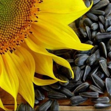 Sunflower Seeds / Sun Flower Seeds