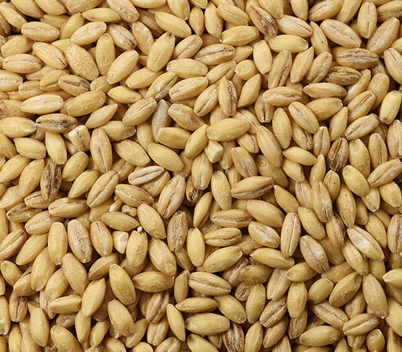 Premium Malted Barley