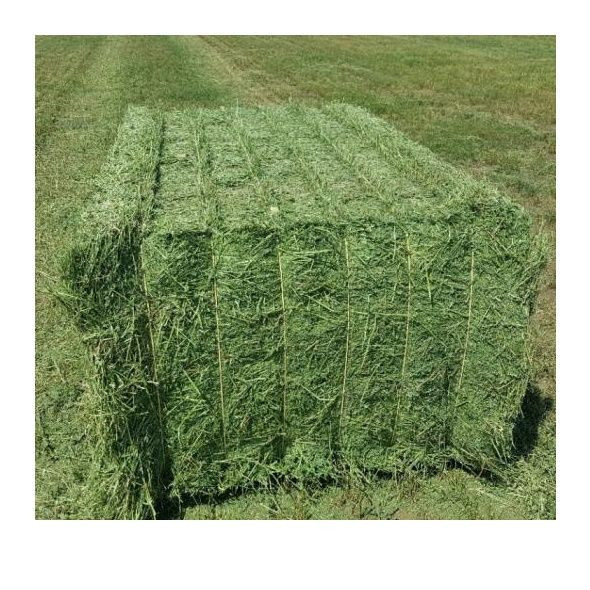 Excellent Organic Alfalfa Hay/Alfalfa Grass Hay/Alfalfa Hay Pellets For Animal Feed for sale