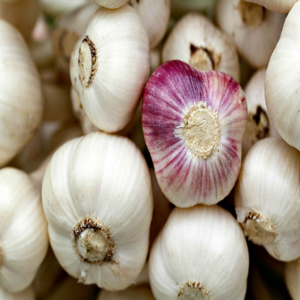 Fresh garlic for Sale