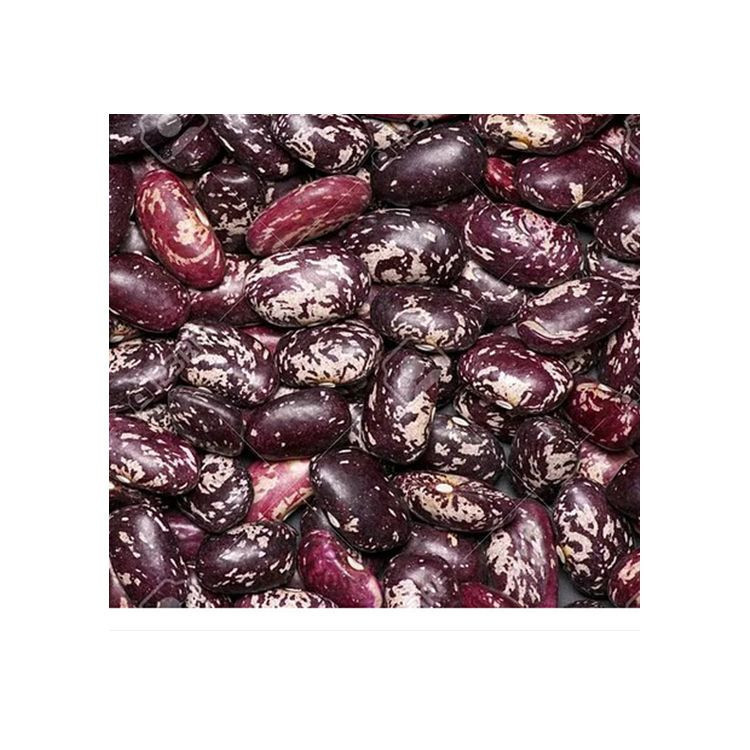 Wholesale Price 100% Natural Purple Speckled Kidney Beans