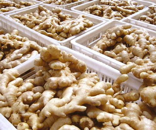 Top Quality Fresh Ginger For Sale