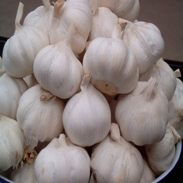 Normal White Fresh Garlic