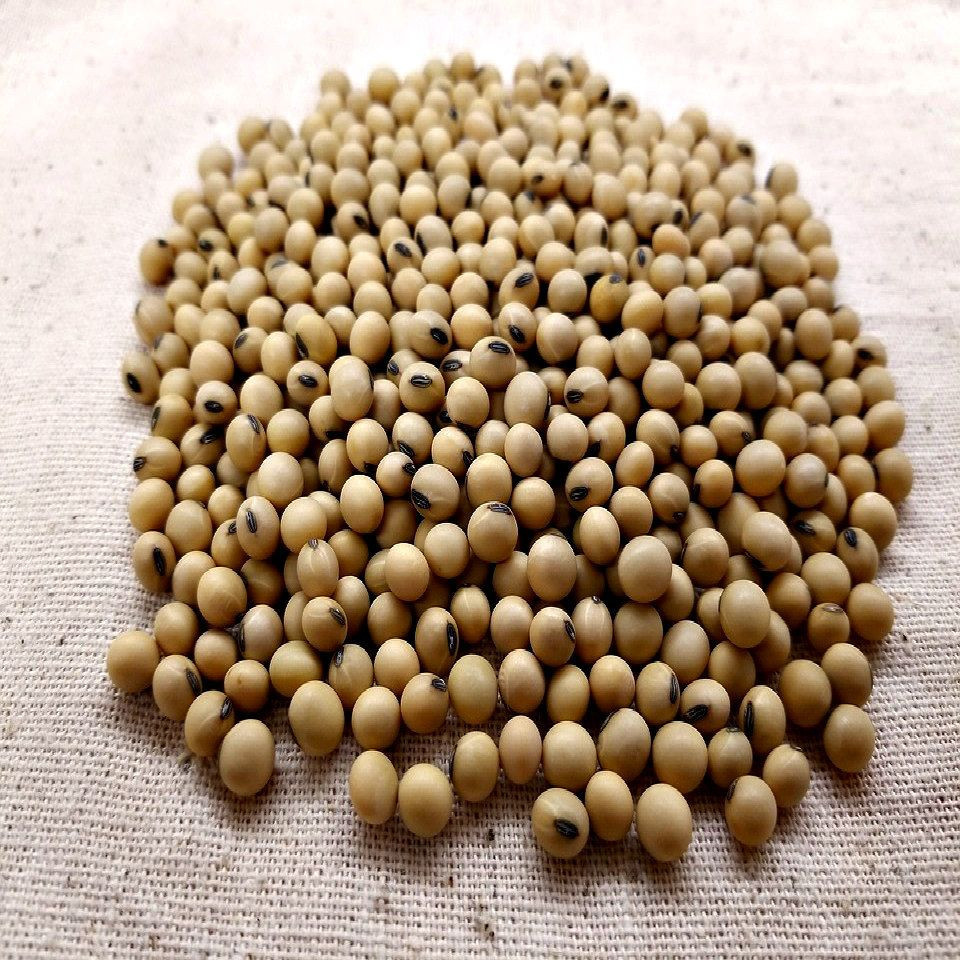 Dried Farm Soybeans for sale