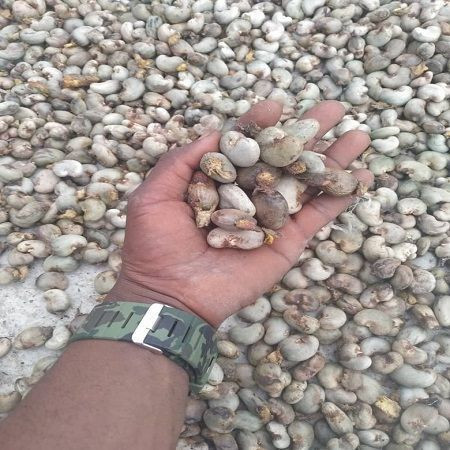 Organic Raw Cashew Nuts In Shell