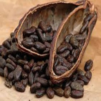 Roasted Cocoa Beans Ready To Export