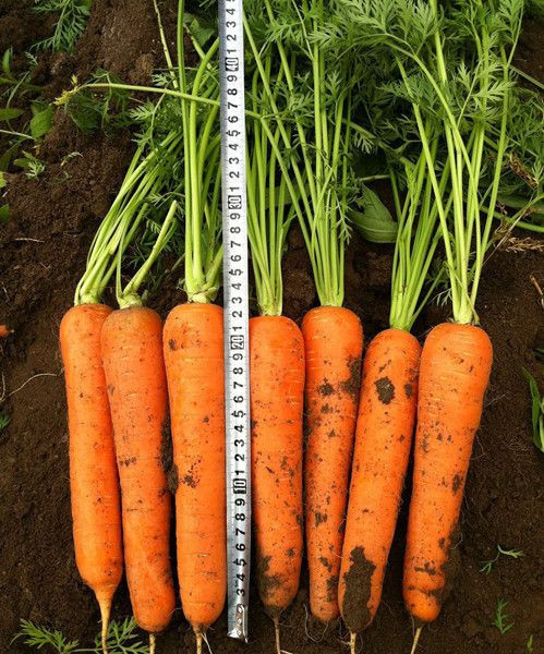 22 to 24cm in length,Op carrot seeds