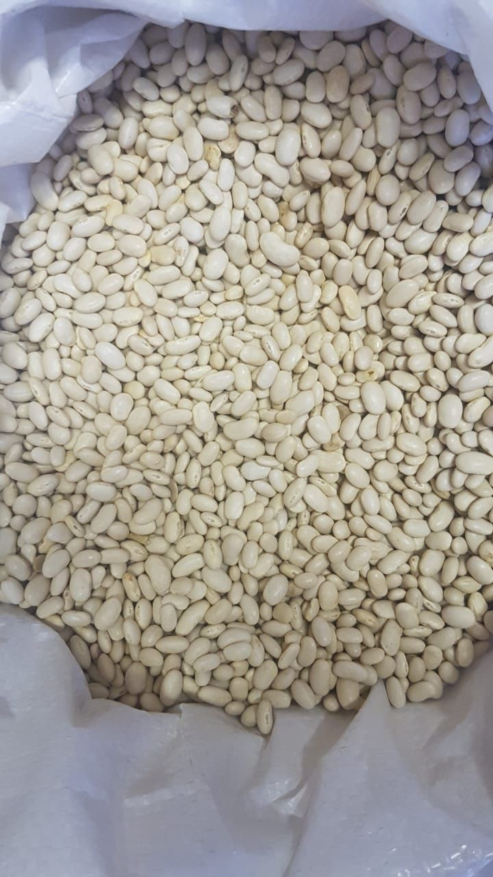New crop white Navy Beans