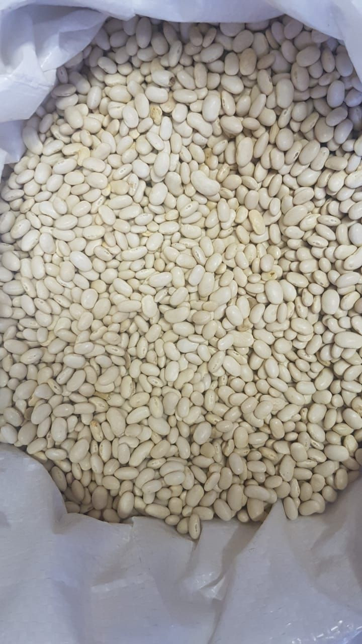 New crop white Navy Beans