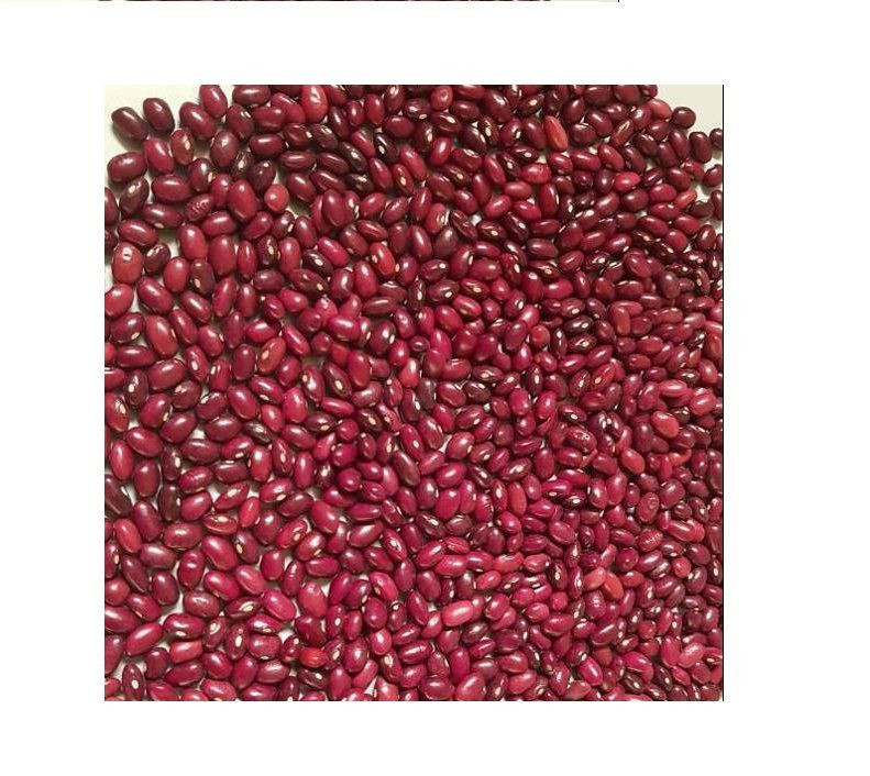 high quality small south african red kidney beans