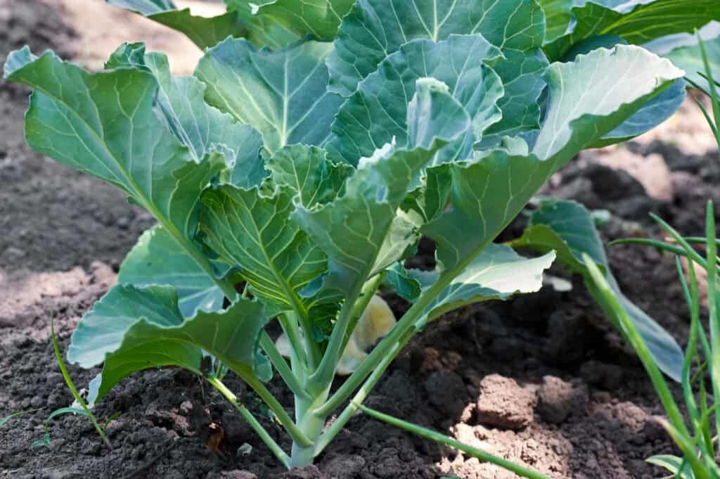 Fresh ZA NO.5 Hybrid Chinese Cabbage Seeds Vegetable Seeds For Sowing