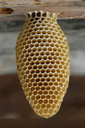 Honeycomb Delight
