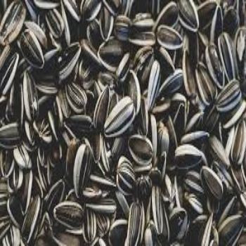 Good Price Sunflower Seeds, Sunflower Oil, Sun Flower Seeds