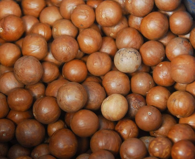 Raw macadamia nuts in shell