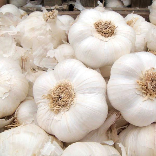 Pure white garlic ,Normal white garlic