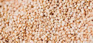 QUINOA SEEDS