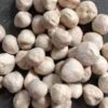 Moringa Seeds for sale