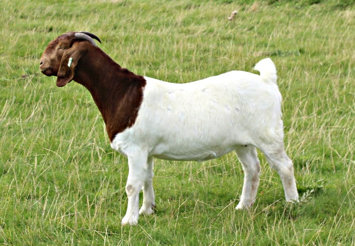 100% Full Blood Live Boer Goats
