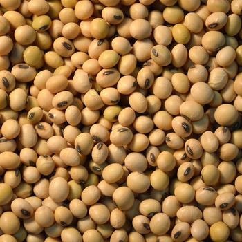 Wholesale organic soyabeans/ soya beans