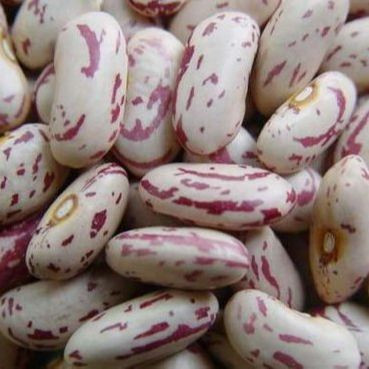 Light Speckled Kidney Beans - Long Grain Sweet Beans Sugar Beans