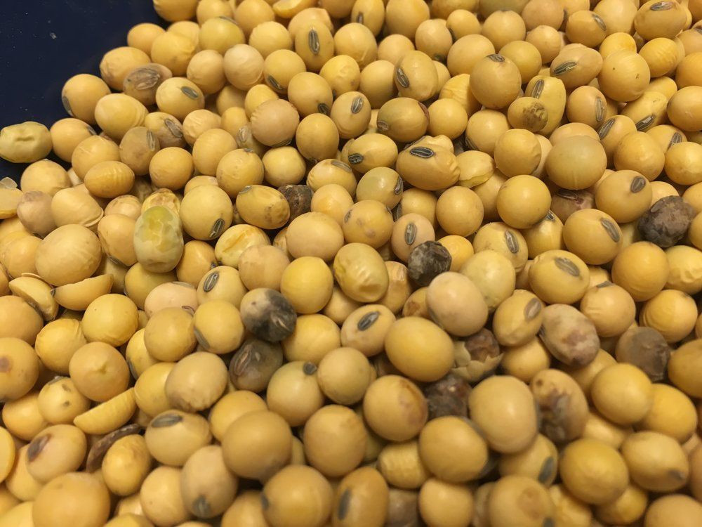 New Crop Black Soybeans