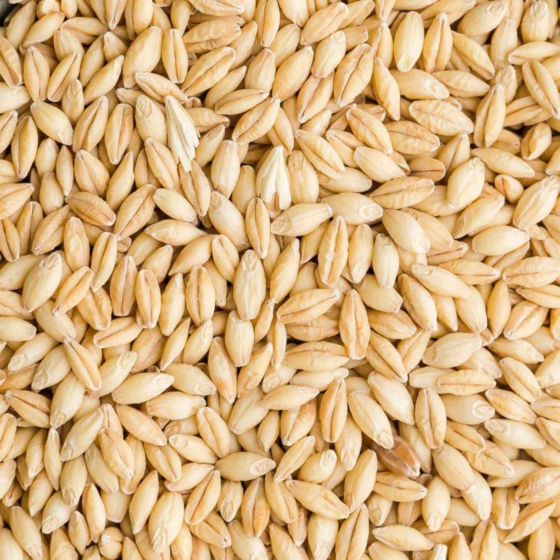 Malt barley