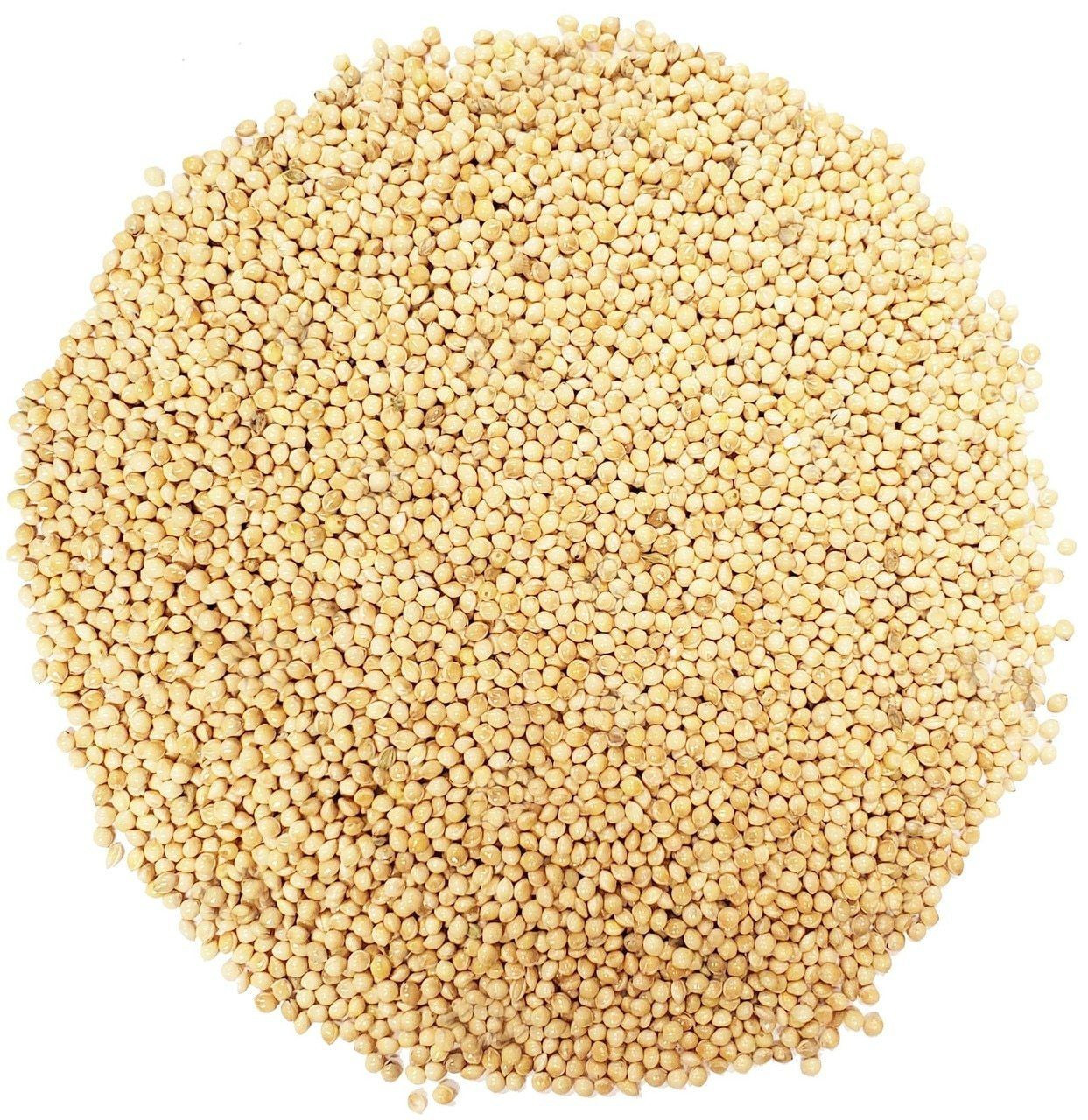 Pearl Millet Seeds Best Quality
