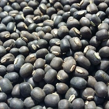 BLACK MATPE BEANS / Black Matpe Beans for Sale New Crop/Organic Black Matpe Beans