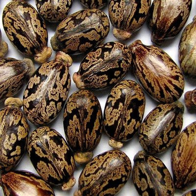 High Quality Castor Seeds for Making Oil