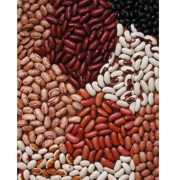 High Quality New crop sugar beans LSKB light speckled kidney bean | Rek Kidney Beans