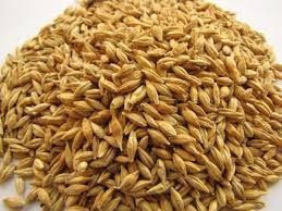 %100 High Quality Animal Feed Barley
