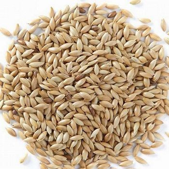 Quality Super Quality Canary Seeds