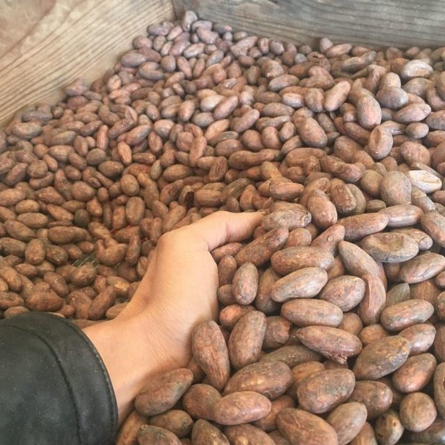 Cocoa Beans Ariba Cacao beans Dried Raw Cacao Fermented Cocoa Beans