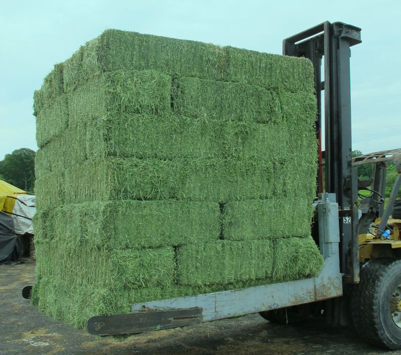 Natural Cattle Alfalfa Hay Animal Feed for sale