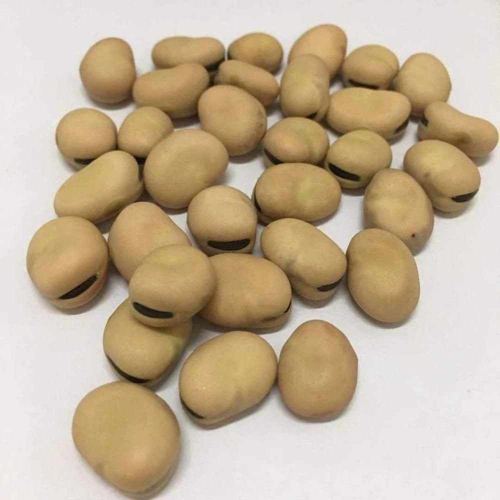qualityFava Broad Beans